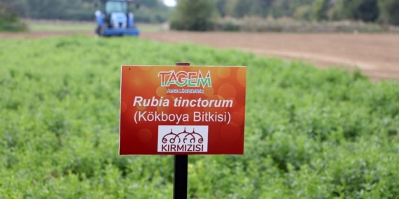 Edirne kırmızısına rengini veren bitki hasat edildi, kumaşlar boyandı